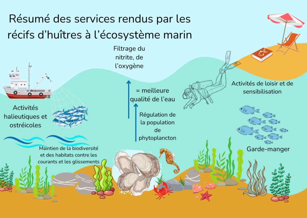 Resume des services rendus par les recifs dhuitres a lecosysteme marin 1